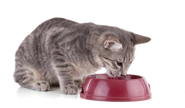 Chaton gris mangeant un bol rouge