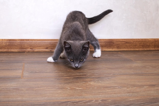 Un chaton gris marche sur un plancher en bois