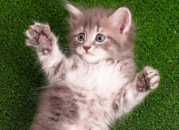 Chaton gris mignon jouant sur l'herbe verte artificielle