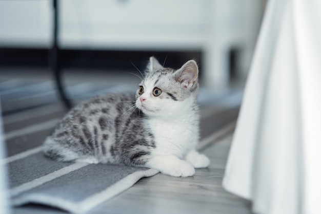 Le chaton gris mignon se repose sur le plancher à l'intérieur près de la chaise