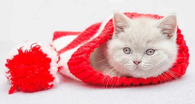 Chaton gris à poil court dans un bonnet de Noël