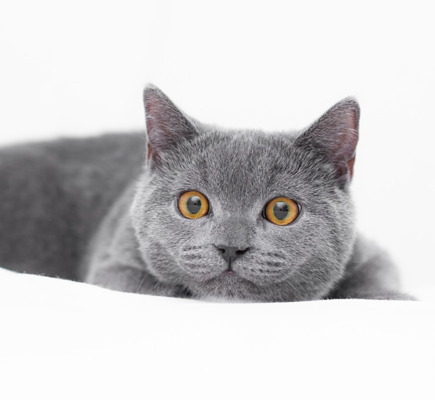 Un chaton gris. Portrait de chat britannique mignon