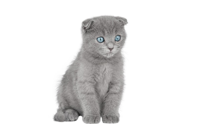 Chaton gris Scottish fold aux yeux bleus isolé
