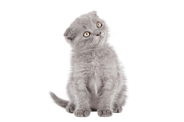 Chaton gris Scottish fold aux yeux jaunes est assis et regarde loin isolé