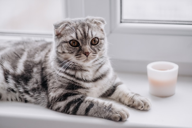 Chaton gris Scottish fold sur le lit