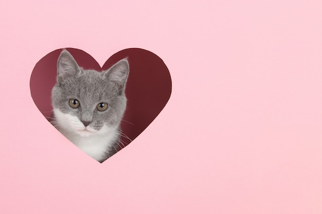 Un Chaton Gris Sort D'un Trou En Forme De Coeur Sur Rose