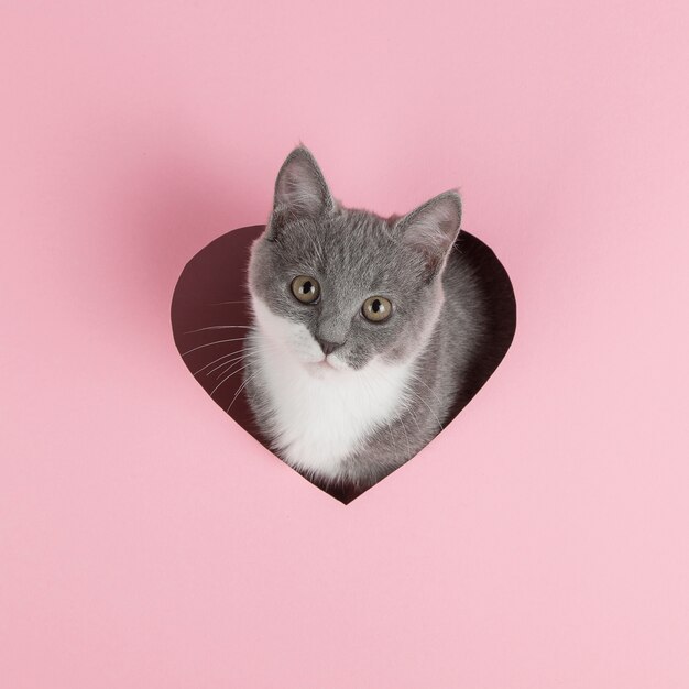 Un chaton gris sort d'un trou en forme de coeur sur rose