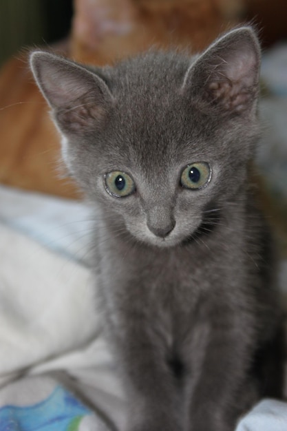 un chaton gris avec des yeux verts regardant vers le haut