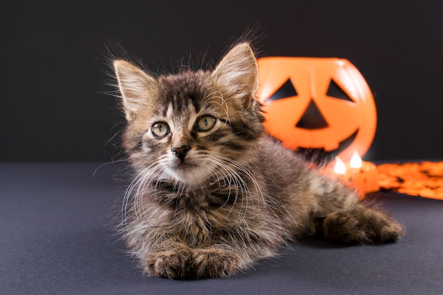 Un chaton d'Halloween est assis près d'une citrouille sur fond noir