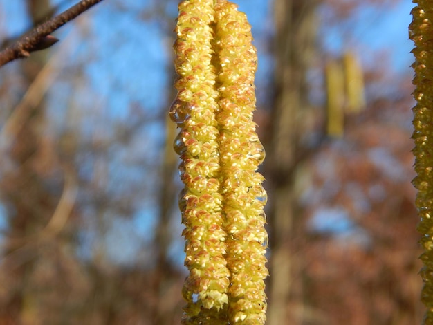 Un chaton jaune sur une branche avec le mot saule sur la gauche.