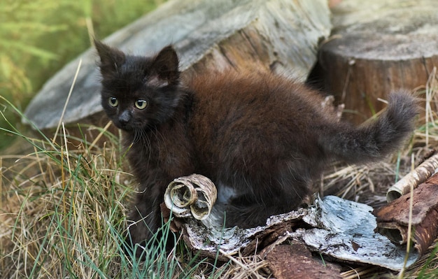 Chaton jouant dans le jardin au soleil Chat dans le pré Chat moelleux gris dans un lit de fleurs Mignon petit chaton dans le jardin