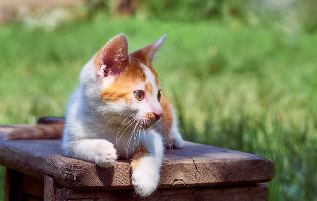 Chaton jouant dans le jardin