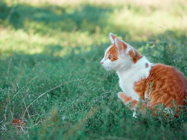 Chaton jouant dans le jardin.