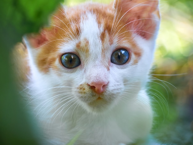 Chaton jouant dans le jardin.