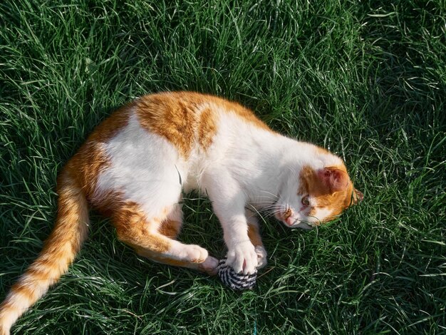 Chaton jouant dans le jardin