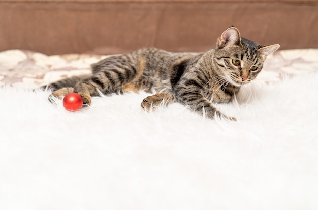 Le chaton joue avec une boule rouge allongée sur un lit de fourrure blanche