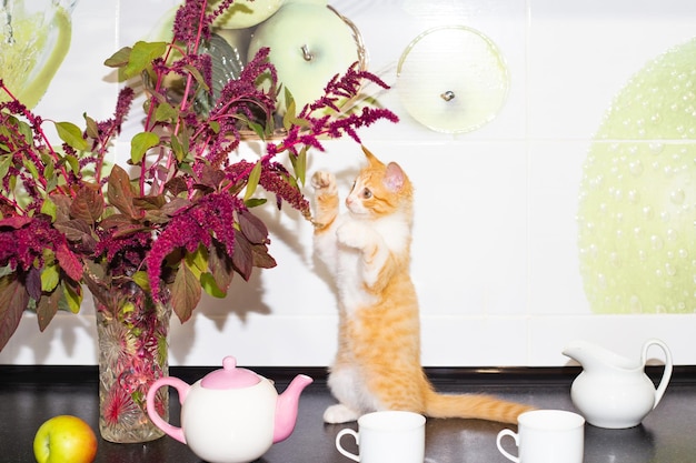 Le chaton joue avec une fleur sur le plan de travail de la cuisine avec de la vaisselle Animaux mignons à l'intérieur de la maison