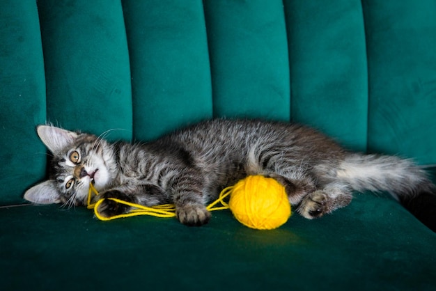 Chaton joue avec une pelote de fil