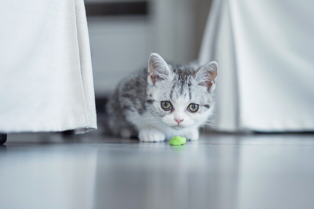 Le chaton joue avec un ruban bleu à la maison