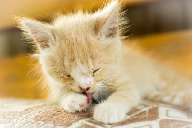 Chaton avec une lèvre de lapin.