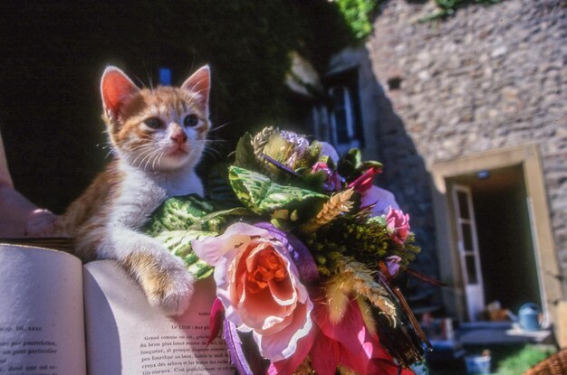 Photo chaton avec un livre et un bouquet de fleurs par bâtiment