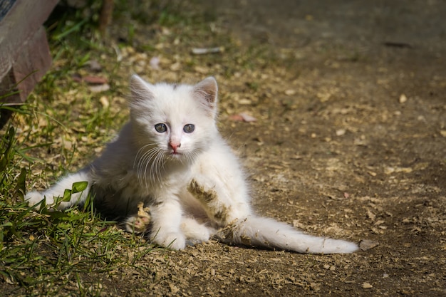 Chaton ludique blanc en plein air