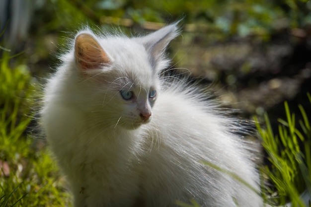 Chaton ludique blanc en plein air