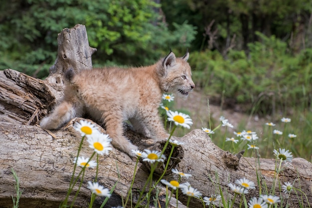 Chaton Lynx de Sibérie perché sur un rondin et entouré de marguerites