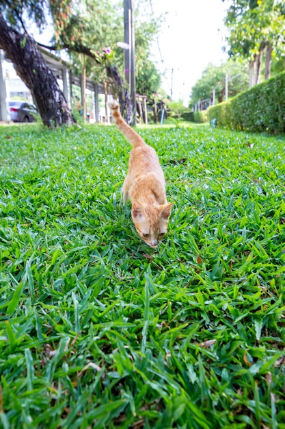 Un chaton maigre brun joue sur l'herbe focus sélectif