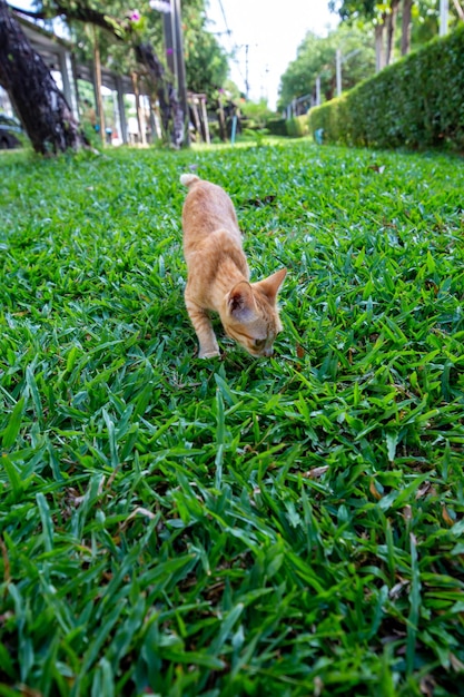 Un chaton maigre brun joue sur l'herbe focus sélectif