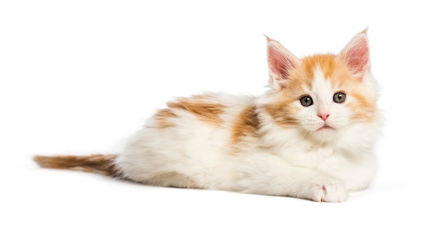 Chaton Maine coon, 8 semaines, in front of white background