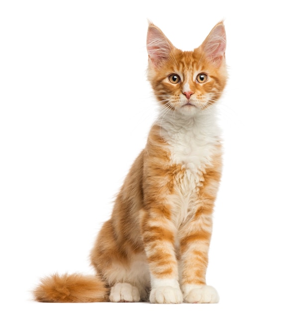 Chaton Maine Coon assis isolé sur blanc