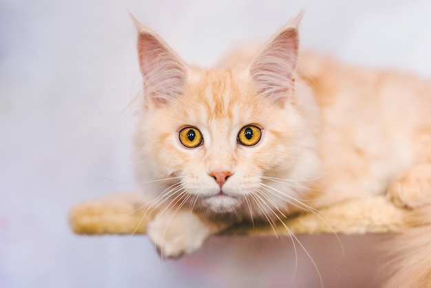 Chaton Maine Coon Bicolore Tabby Rouge