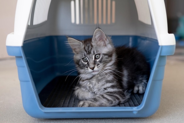 Photo chaton maine coon dans une boîte de voyage le chat pedigree est un animal de compagnie