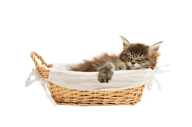 Chaton Maine coon dans panier isolé sur blanc