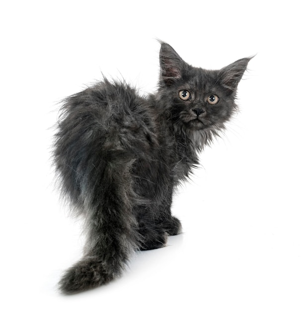 un chaton de Maine Coon devant un fond blanc