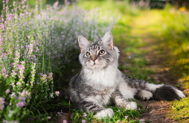 chaton de Maine Coon devant le fond du printemps