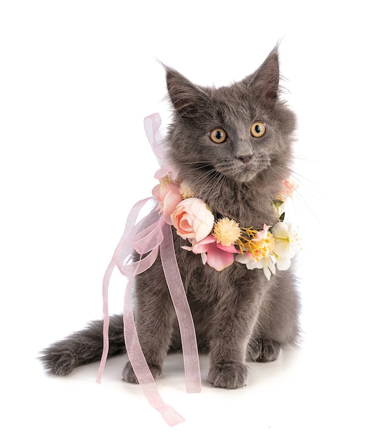 Chaton Maine Coon avec des fleurs roses sur fond blanc