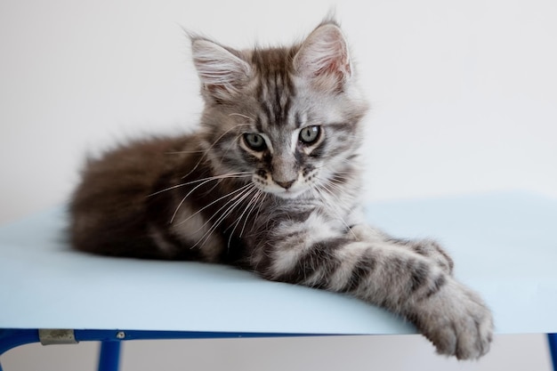 Chaton Maine Coon sur fond beige Le chat Pedigree est un animal de compagnie