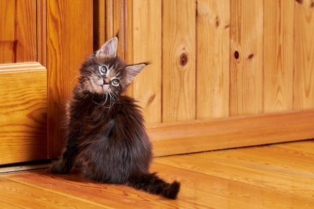 Chaton Maine Coon avec glands sur les oreilles Chaton retourné assis près de la porte