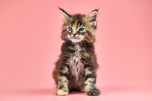 Chaton Maine coon isolé sur rose