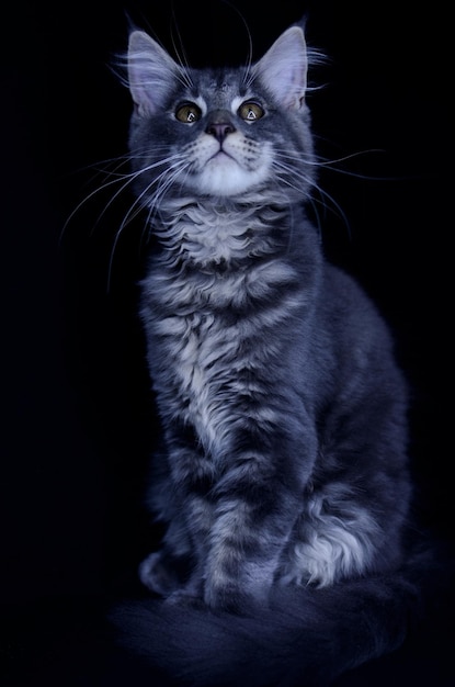 Chaton Maine Coon, plusieurs mois, couleur noir-gris sur fond noir.