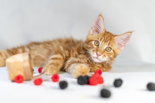 Chaton Maine Coon rouge.
