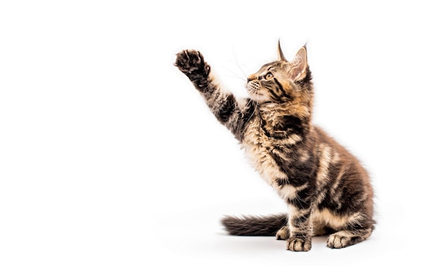 Chaton Maine Coon tabby gris gai expressif joue avec un caillou avec sa patte fond blanc isolé