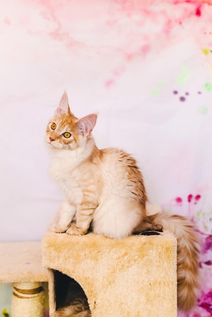 Chaton Maine Coon Tabby Rouge