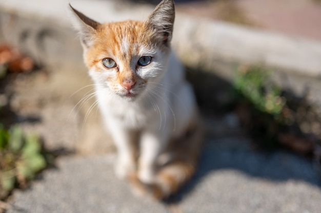 Chaton malade mignon mendier de la nourriture problème d'animaux errants chaton rouge mendier de la nourriture