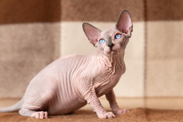 Chaton mâle bicolore Sphynx aux yeux bleus assis à une couverture marron et beige à carreaux de laine regardant loin