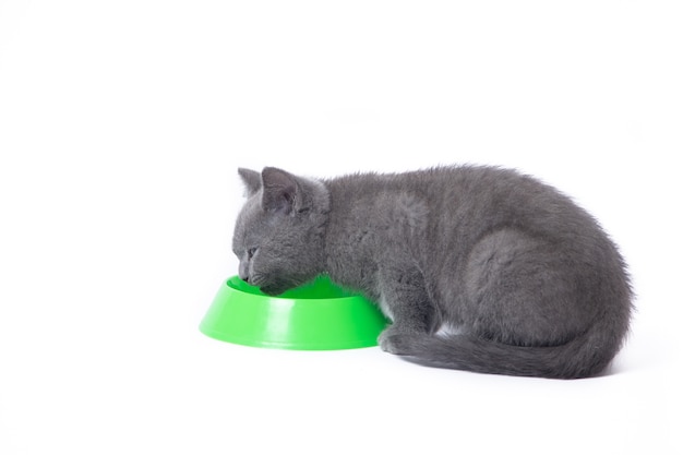 Le Chaton Mange De La Nourriture Dans Un Bol. Un Chaton Mange De La Nourriture Sur Un Fond Blanc.