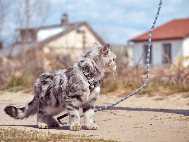 Chaton marchant en laisse.