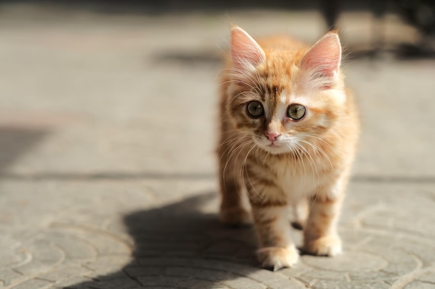 Un chaton marche sur un trottoir.